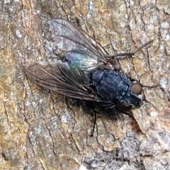 Calliphora sp. (genus) (Unidentified blowfly) at Banksia Street Wetland Corridor - 18 Aug 2023 by trevorpreston