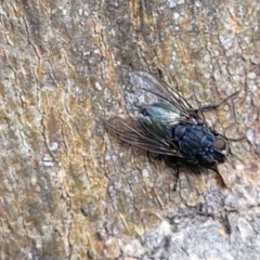 Calliphora sp. (genus) at O'Connor, ACT - 18 Aug 2023