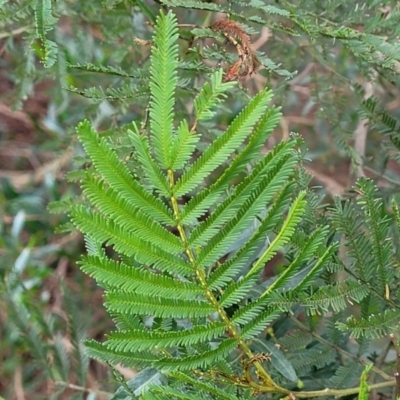 Acacia decurrens (Green Wattle) at Banksia Street Wetland Corridor - 18 Aug 2023 by trevorpreston