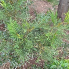 Acacia decurrens at O'Connor, ACT - 18 Aug 2023