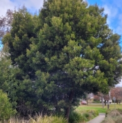 Acacia melanoxylon (Blackwood) at Banksia Street Wetland Corridor - 18 Aug 2023 by trevorpreston