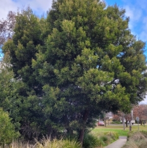 Acacia melanoxylon at O'Connor, ACT - 18 Aug 2023 03:16 PM