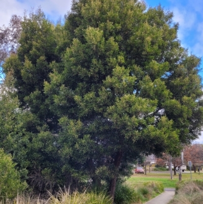 Acacia melanoxylon (Blackwood) at O'Connor, ACT - 18 Aug 2023 by trevorpreston