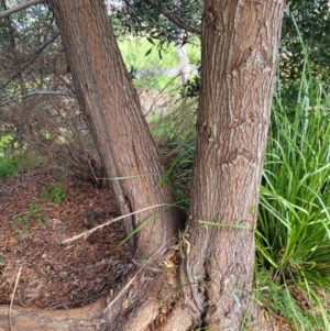 Acacia melanoxylon at O'Connor, ACT - 18 Aug 2023 03:16 PM