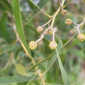 Acacia melanoxylon at O'Connor, ACT - 18 Aug 2023 03:16 PM