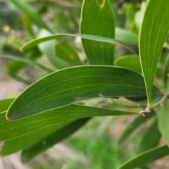 Acacia melanoxylon at O'Connor, ACT - 18 Aug 2023