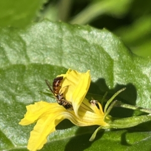 Exoneura sp. (genus) at Dulwich Hill, NSW - 18 Aug 2023