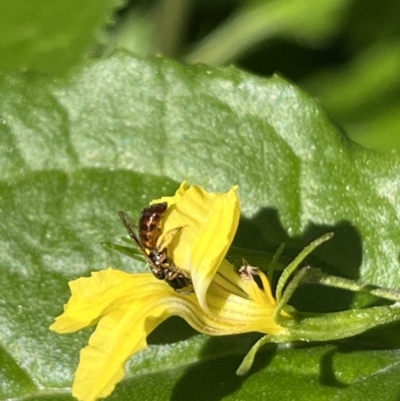 Exoneura sp. (genus) (A reed bee) at Dulwich Hill, NSW - 18 Aug 2023 by JudeWright