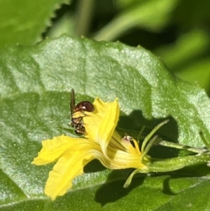 Exoneura sp. (genus) at Dulwich Hill, NSW - 18 Aug 2023