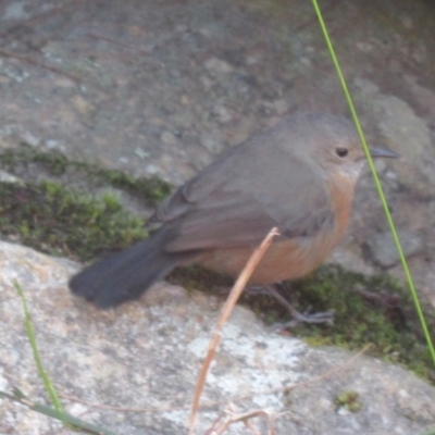 Origma solitaria (Rockwarbler) at Yadboro, NSW - 18 Aug 2023 by IdleWanderer