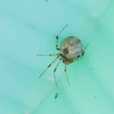 Cryptachaea veruculata (Diamondback comb-footed spider) at Turner, ACT - 10 Apr 2023 by ConBoekel