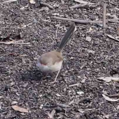 Malurus cyaneus (Superb Fairywren) at Sullivans Creek, Turner - 10 Apr 2023 by ConBoekel