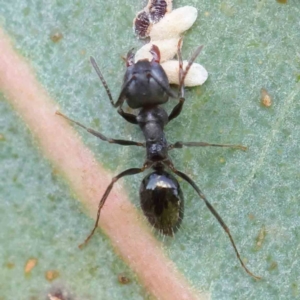 Notoncus sp. (genus) at Turner, ACT - 9 Apr 2023 05:03 PM