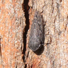 Stenocotis sp. (genus) (A Leafhopper) at Turner, ACT - 9 Apr 2023 by ConBoekel