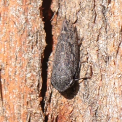 Putoniessa nigrella (Leafhopper) at Australian National University - 9 Apr 2023 by ConBoekel