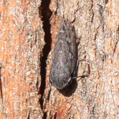 Putoniessa nigrella (Leafhopper) at Australian National University - 9 Apr 2023 by ConBoekel