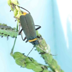 Chauliognathus lugubris at Turner, ACT - 9 Apr 2023