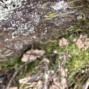 Cheilanthes sp. at Belconnen, ACT - 19 Aug 2023