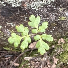 Cheilanthes sp. at Belconnen, ACT - 19 Aug 2023