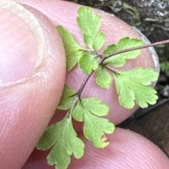 Cheilanthes sp. at Belconnen, ACT - 19 Aug 2023