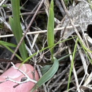 Cheilanthes sieberi subsp. sieberi at Aranda, ACT - 19 Aug 2023