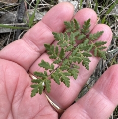 Cheilanthes sieberi subsp. sieberi at Aranda, ACT - 19 Aug 2023