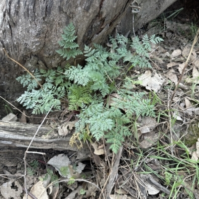 Conium maculatum (Hemlock) at Aranda Bushland - 19 Aug 2023 by lbradley