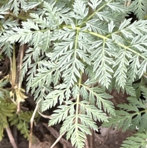 Conium maculatum at Aranda, ACT - 19 Aug 2023