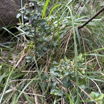 Ligustrum sinense (Narrow-leaf Privet, Chinese Privet) at Belconnen, ACT - 19 Aug 2023 by lbradley