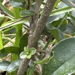 Ligustrum sinense at Belconnen, ACT - 19 Aug 2023