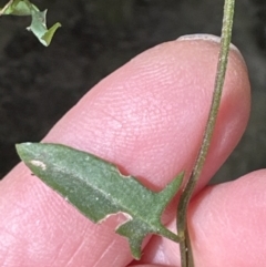 Einadia nutans (Climbing Saltbush) at Aranda, ACT - 19 Aug 2023 by lbradley