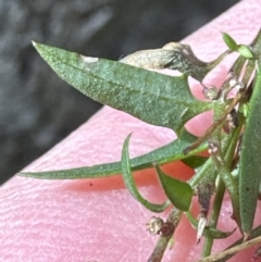 Einadia nutans at Belconnen, ACT - 19 Aug 2023