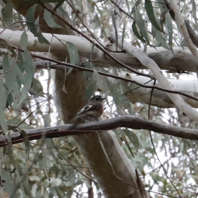 Petroica boodang (Scarlet Robin) at Canberra Central, ACT - 18 Aug 2023 by JimL