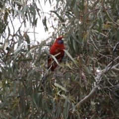Platycercus elegans (Crimson Rosella) at Canberra Central, ACT - 18 Aug 2023 by JimL