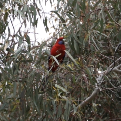 Platycercus elegans (Crimson Rosella) at Canberra Central, ACT - 19 Aug 2023 by JimL