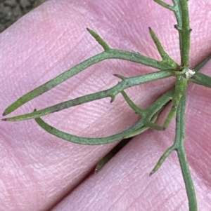 Haloragis heterophylla at Belconnen, ACT - 19 Aug 2023