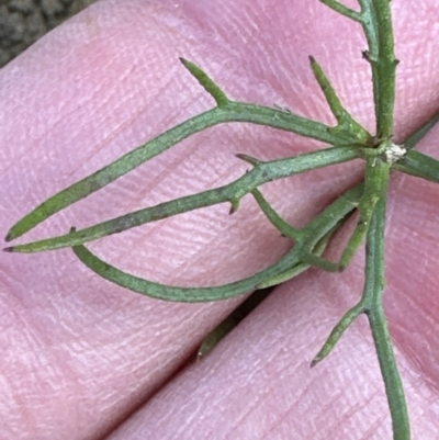 Haloragis heterophylla (Variable Raspwort) at Aranda Bushland - 19 Aug 2023 by lbradley