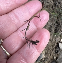 Haloragis heterophylla at Aranda, ACT - 19 Aug 2023