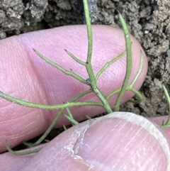 Haloragis heterophylla at Aranda, ACT - 19 Aug 2023 11:10 AM