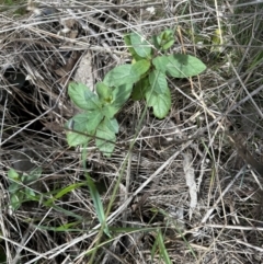 Lonicera japonica at Belconnen, ACT - 19 Aug 2023