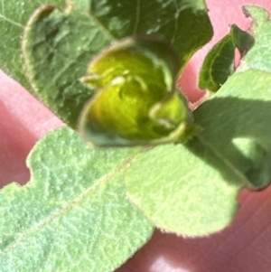 Lonicera japonica at Belconnen, ACT - 19 Aug 2023