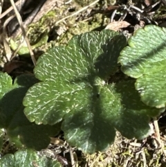 Hydrocotyle laxiflora (Stinking Pennywort) at Aranda Bushland - 19 Aug 2023 by lbradley