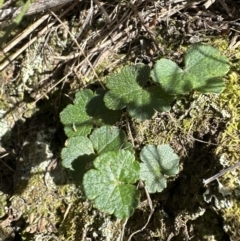 Hydrocotyle laxiflora at Belconnen, ACT - 19 Aug 2023