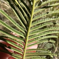 Acacia mearnsii (Black Wattle) at Belconnen, ACT - 19 Aug 2023 by lbradley