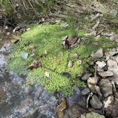 Callitriche stagnalis (Common Starwort) at Belconnen, ACT - 19 Aug 2023 by lbradley