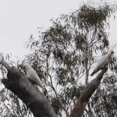Cacatua galerita (Sulphur-crested Cockatoo) at Canberra Central, ACT - 19 Aug 2023 by JimL
