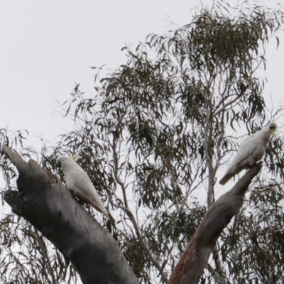 Cacatua galerita (Sulphur-crested Cockatoo) at Canberra Central, ACT - 18 Aug 2023 by JimL