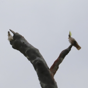 Cacatua galerita at Canberra Central, ACT - 19 Aug 2023 09:12 AM