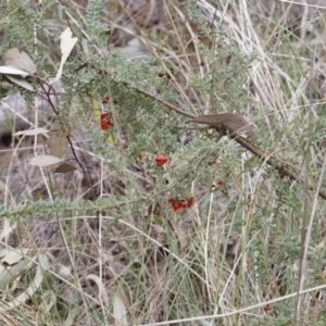 Grevillea alpina at Canberra Central, ACT - 19 Aug 2023