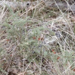 Grevillea alpina at Canberra Central, ACT - 19 Aug 2023